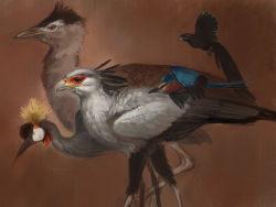 Rule 34 | animal focus, bird, black crowned crane, kori bustard, lilac-breasted roller, long-tailed widowbird, nablange, no humans, original, profile, secretarybird