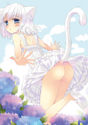 Rule 34 | 1girl, animal ears, ass, bare legs, blue eyes, blush, cat ears, cat tail, clothes lift, cloud, day, dress, dress lift, flower, from behind, hydrangea, legs, looking back, no panties, original, outstretched arms, sky, sleeveless, sleeveless dress, spread fingers, sundress, tail, tamakake, upskirt, white dress, white hair