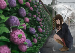 Rule 34 | 1girl, black jacket, blunt bangs, blush, boots, brown footwear, bush, cloud, cloudy sky, commentary request, flower, frog, from side, hime cut, holding, holding umbrella, hydrangea, jacket, knee boots, long hair, looking at viewer, miniskirt, original, outdoors, power lines, rain, skirt, sky, solo, somehira katsu, squatting, transparent, transparent umbrella, umbrella