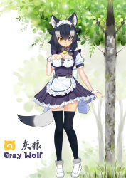 Rule 34 | 1girl, absurdres, alternate costume, animal ears, apron, artist request, bell, black hair, black thighhighs, blue eyes, blush, breasts, character name, cleavage, collar, collarbone, commentary, commentary request, dress, enmaided, full body, grey wolf (kemono friends), hand on own chest, heart, heterochromia, highres, kemono friends, looking at viewer, maid, maid apron, maid headdress, medium breasts, multicolored hair, nature, neck bell, outdoors, skirt, solo, standing, tail, thighhighs, tree, two-tone hair, waist apron, white hair, wolf ears, wolf girl, wolf tail, yellow eyes