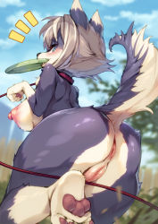Rule 34 | 1girl, animal ears, anus, ass, bent over, blue eyes, blurry, blurry background, blush, breasts, censored, cleft of venus, collar, day, dog ears, dog tail, frisbee, from behind, furry, furry female, grey hair, hansharu (foxbut), highres, leash, looking back, mosaic censoring, mouth hold, multicolored hair, nipples, original, outdoors, paw pose, pawpads, puffy nipples, pussy, short hair, solo, standing, standing on one leg, tail, two-tone hair, white hair