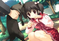 Rule 34 | 00s, 1boy, 1girl, animal, ascot, black hair, blush stickers, building, bush, cat, day, empty eyes, game cg, hair ribbon, holding, long sleeves, mitsumi misato, outdoors, ribbon, school uniform, skirt, solo focus, sweatdrop, to heart (series), to heart 2, tree, twintails, two side up, whiskers, yuzuhara konomi