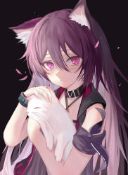Rule 34 | 1girl, absurdres, animal, animal ear fluff, animal ears, arknights, arm ribbon, bad id, bad pixiv id, bare shoulders, biaeous, black background, blush, bracelet, cat, cat ears, closed mouth, collar, hair between eyes, highres, holding, holding animal, holding cat, infection monitor (arknights), jewelry, long hair, looking at viewer, melantha (arknights), petals, petting, purple eyes, purple hair, purple ribbon, ribbon, simple background, solo, upper body, very long hair, white cat