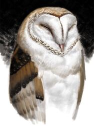 Rule 34 | animal focus, beak, bird, closed eyes, feathered wings, kahadu (kawazu), no humans, original, owl, solo, two-tone background, white fur, wings