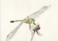 Rule 34 | bug, dragonfly, bug, insect wings, iwane masaaki, legs, original, painting (medium), simple background, traditional media, watercolor (medium), white background, wings