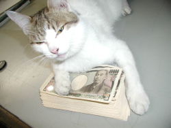 Rule 34 | animal, cat, currency, money, photo (medium), real life, yen