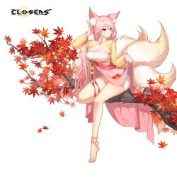 Rule 34 | 1girl, adjusting hair, alternate hair color, animal ear fluff, animal ears, autumn leaves, barefoot, branch, breasts, bright pupils, cleavage, cleavage cutout, closed mouth, closers, clothing cutout, dress, falling leaves, fingernails, fox ears, fox girl, fox tail, full body, hand up, highres, kitsune, kyuubi, large breasts, layered dress, leaf, long fingernails, long hair, long sleeves, looking to the side, low ponytail, maple leaf, mirae (closers), multiple tails, official art, on branch, pink dress, pink hair, pinky out, red eyes, see-through, see-through sleeves, short dress, sitting, sitting on branch, skirt hold, solo, tail, two-tone dress, white background, white pupils, yellow dress, yellow sleeves, yellow tail