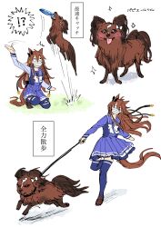 Rule 34 | !?, ^^^, absurdres, blank eyes, bow, bowtie, brown footwear, brown hair, dog, frisbee, highres, holding, holding leash, leash, long hair, long sleeves, mask, motion lines, mouth mask, multiple views, nayuta ggg, on one knee, orfevre (umamusume) (old design), purple shirt, purple thighhighs, sailor collar, shirt, shoes, sparkle, speed lines, spoken interrobang, surgical mask, thighhighs, translation request, umamusume, wide-eyed