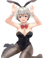 Rule 34 | 1girl, :d, animal ears, armpits, arms up, black leotard, blue eyes, blush, bow, bowtie, breasts, cleavage, covered navel, detached collar, fake animal ears, fang, grey pantyhose, hair between eyes, highres, large breasts, leotard, looking at viewer, no shoes, on floor, open mouth, pantyhose, playboy bunny, rabbit ears, red bow, red bowtie, short hair, simple background, sitting, skin fang, smile, solo, strapless, strapless leotard, thighband pantyhose, tomura2maru, uzaki-chan wa asobitai!, uzaki hana, wariza, white background, wrist cuffs