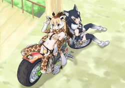 Rule 34 | 2girls, adapted costume, alternate costume, animal ears, animal print, arm support, bare shoulders, belt, bikini, black eyes, blonde hair, blue eyes, blush, breasts, brown hair, chaps, crop top, day, detached collar, detached sleeves, elbow gloves, flipped hair, from above, full body, fur collar, giraffe ears, giraffe horns, giraffe print, gloves, grey hair, grey wolf (kemono friends), hair between eyes, hand rest, hand up, heterochromia, high ponytail, horns, japari symbol, kemono friends, long hair, looking at viewer, looking up, lying, medium breasts, midriff, motor vehicle, motorcycle, multicolored hair, multiple girls, navel, necktie, on back, on motorcycle, open mouth, outdoors, plaid, plaid neckwear, plaid skirt, ponytail, print legwear, print neckwear, print scarf, print sleeves, reticulated giraffe (kemono friends), scarf, shoes, sitting, skirt, stomach, swimsuit, tail, thighhighs, two-tone hair, ugai yuichi, white hair, wolf ears, wolf girl, wolf tail, yellow eyes, zettai ryouiki