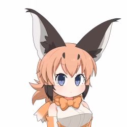 Rule 34 | 1girl, animal ear fluff, animal ears, animated, bad id, bad twitter id, blue eyes, bow, bowtie, brown gloves, brown hair, caracal (kemono friends), closed mouth, commentary, ear wiggle, elbow gloves, extra ears, gloves, high-waist skirt, kemono friends, light frown, looking at viewer, medium hair, shirt, skirt, sleeveless, sleeveless shirt, solo, taro (tontaro), traditional bowtie, upper body, video, white shirt