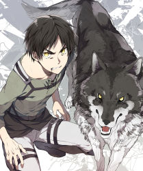 Rule 34 | 1boy, animal, belt, black hair, boots, clenched teeth, collarbone, eren yeager, fangs, from above, kuroemon, looking at viewer, looking up, male focus, pants, shingeki no kyojin, short hair, standing, teeth, thigh strap, wolf, yellow eyes