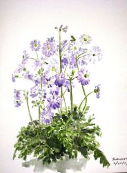 Rule 34 | flower, fukumoto, highres, original, painting (medium), plant, simple background, traditional, traditional media, watercolor (medium)