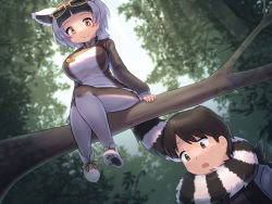 Rule 34 | 1boy, 1girl, animal ears, black hair, branch, breasts, closed mouth, day, eyewear on head, grey eyes, grey hair, highres, in tree, kemono friends, large breasts, lemur ears, lemur tail, long sleeves, looking at another, medium hair, mo23, multicolored hair, open mouth, orange eyes, orange hair, outdoors, pantyhose, prehensile tail, ring-tailed lemur (kemono friends), shirt, shoe soles, shoes, short hair, sitting, sitting in tree, skirt, smile, sunglasses, tail, tail around neck, tail wrap, taut clothes, taut shirt, tree, two-tone hair