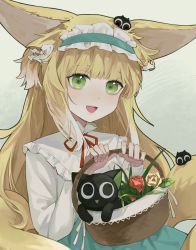 Rule 34 | 1girl, absurdres, alternate costume, alternate hairstyle, animal, animal ears, animal on head, arknights, basket, black cat, blonde hair, blue hairband, blue skirt, cat, fox ears, fox girl, fox tail, frilled hairband, frills, green eyes, grey background, hair down, hairband, hands up, highres, holding, holding basket, kunjiao jia juan, long hair, looking at viewer, luo xiaohei zhanji, multicolored hair, neck ribbon, on head, red ribbon, ribbon, shirt, simple background, skirt, solo, streaked hair, suzuran (arknights), suzuran (spring praise) (arknights), tail, teeth, triangle mouth, upper teeth only, white hair, white shirt