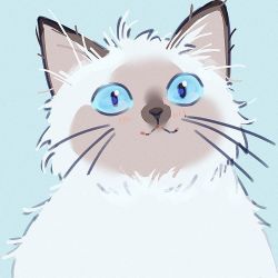 Rule 34 | :3, agas (vpwt7475), animal, animal focus, blue background, blue eyes, blush, cat, close-up, closed mouth, film grain, fluffy, looking at viewer, no humans, original, portrait, siamese cat, simple background, slit pupils, solo