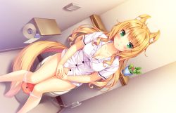 Rule 34 | 10s, 1girl, :&lt;, ahoge, animal ears, blonde hair, blush, bow, bow panties, breasts, cat ears, cat girl, cat tail, cleavage, covering privates, covering crotch, curly hair, dutch angle, frilled shirt collar, frills, game cg, green eyes, indoors, knees together feet apart, lace, lace panties, long hair, looking at viewer, maple (nekopara), nekopara, orange panties, panties, panty pull, plant, potted plant, sayori (neko works), shirt, short sleeves, sitting, slit pupils, solo, tail, toilet, toilet paper, toilet use, underwear, white shirt