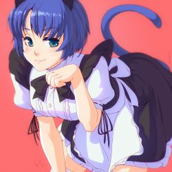 Rule 34 | 10s, 1girl, animal ears, ano natsu de matteru, bent over, blue eyes, blue hair, breasts, cat ears, cat tail, frills, looking at viewer, maid, matching hair/eyes, paw pose, short hair, shunkaku, simple background, solo, tail, tanigawa kanna, thighhighs, white thighhighs