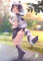 Rule 34 | 1girl, absurdres, akuma (st.takuma), alternate costume, animal ear fluff, animal ears, ass, bag, bare arms, black hair, blurry, blurry background, brown eyes, closed mouth, clothes lift, common raccoon (kemono friends), contemporary, day, extra ears, fennec (kemono friends), floating hair, from side, full body, grey hair, highres, japari symbol, kemono friends, kneepits, lifted by tail, looking at viewer, medium hair, multicolored hair, no panties, outdoors, pleated skirt, raccoon ears, raccoon tail, sailor collar, school bag, school uniform, shirt, shoes, short sleeves, skirt, skirt lift, smile, socks, solo, tail, walking, wardrobe malfunction, white hair, wind
