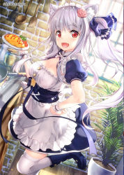 Rule 34 | 1girl, :d, animal ear fluff, animal ears, apron, blue dress, blue footwear, boots, breasts, brick wall, cat ears, character request, cleavage, commentary request, dress, food, frilled apron, frills, frying pan, fujima takuya, grey hair, hand on own hip, holding, holding plate, indoors, isekai ni tobasaretara papa ni nattandaga, ladle, long hair, looking at viewer, medium breasts, omelet, omurice, open mouth, plant, plate, potted plant, puffy short sleeves, puffy sleeves, red eyes, short sleeves, side ponytail, smile, solo, spatula, standing, standing on one leg, thighhighs, thighhighs under boots, twitter username, very long hair, waist apron, white apron, white thighhighs, window, wooden floor