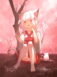 Rule 34 | 1girl, animal ears, cat, cat ears, cat girl, cat tail, cherry blossoms, chinese commentary, commentary, commentary request, dated, english commentary, full body, hakama, hakama skirt, highres, japanese clothes, kimono, looking at viewer, mixed-language commentary, open mouth, original, outdoors, red eyes, red skirt, rune xiao, short hair, signature, skirt, solo, tail, teeth, thighhighs, tree, upper teeth only, white hair, white kimono, white thighhighs