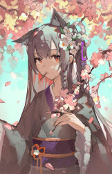 Rule 34 | 1girl, absurdres, alternate costume, animal ears, arknights, black hair, black kimono, blue sky, braid, cherry blossoms, extra ears, flower, food, hair flower, hair ornament, hand up, highres, japanese clothes, kimono, long hair, looking at viewer, mouth hold, orange eyes, outdoors, pocky, purple sash, rui (woyoudabing rui), sash, sidelocks, sky, solo, texas (arknights), upper body, white flower, wide sleeves, wolf ears, wolf girl