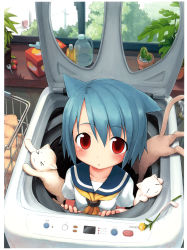 Rule 34 | &gt; &lt;, 1girl, :3, absurdres, aikei ake, ake, animal ears, blue hair, blush, cat, cat ears, closed eyes, flower, highres, in container, original, red eyes, school uniform, serafuku, short hair, solo, too many, too many cats, washing machine, x3