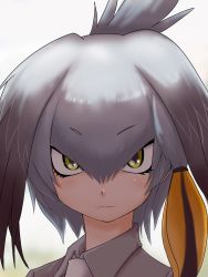 Rule 34 | 10s, 1girl, close-up, commentary request, expressionless, hair between eyes, head wings, highres, ikkyuu, kemono friends, looking at viewer, low ponytail, necktie, official style, portrait, shoebill (kemono friends), side ponytail, silver hair, solo, wing collar, wings