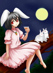 Rule 34 | 1girl, :o, animal ears, bad id, bad pixiv id, barefoot, black hair, branch, rabbit, rabbit ears, carrot, cocktail glass, cup, dress, drinking glass, erodiumu kurisantsumu, female focus, full moon, inaba tewi, jewelry, looking at viewer, moon, pendant, puffy short sleeves, puffy sleeves, red eyes, short hair, short sleeves, sitting, sky, solo, star (sky), starry sky, touhou