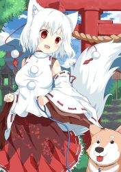 Rule 34 | 1girl, albino, animal ears, blush, collar, detached sleeves, dog, fang, hat, inubashiri momiji, japanese clothes, l4no, long sleeves, looking down, open mouth, pom pom (clothes), red eyes, rope, shimenawa, shirt, short hair, skirt, smile, string, tail, tokin hat, tongue, tongue out, torii, touhou, white hair, wide sleeves, wolf ears, wolf tail