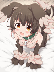 Rule 34 | 1girl, :d, all fours, animal ears, animal hands, battle girl high school, bed sheet, blush, body fur, brown eyes, collar, commentary, digitigrade, dog ears, dog tail, fang, kobold (monster girl encyclopedia), lee xianshang, looking at viewer, minami hinata, monster girl, monster girl encyclopedia, monster girl encyclopedia ii, monsterification, open mouth, short hair, smile, solo, tail, wooden floor
