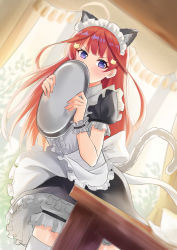 Rule 34 | 1girl, animal ears, apron, black shirt, black skirt, blue eyes, blush, cat ears, cat hair ornament, covering own mouth, cup, dutch angle, floating hair, frilled apron, frilled skirt, frills, go-toubun no hanayome, hair ornament, highres, hofumaso, holding, holding plate, indoors, long hair, looking at viewer, maid, maid headdress, miniskirt, nakano itsuki, plate, red hair, shirt, short sleeves, skirt, solo, standing, table, teacup, thighhighs, v-shaped eyebrows, very long hair, waist apron, white apron, white thighhighs, zettai ryouiki