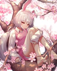 Rule 34 | 1girl, animal ears, ass, bare legs, barefoot, blurry, blurry background, blurry foreground, cherry blossoms, closed mouth, collared shirt, depth of field, flower, hair tie, highres, hugging own legs, in tree, knees up, long hair, long sleeves, looking at viewer, myung yi, original, pink flower, rabbit ears, red eyes, shirt, silver hair, sitting, sleeves past wrists, soles, solo, spring (season), sweater vest, tree, twintails, very long hair, white shirt