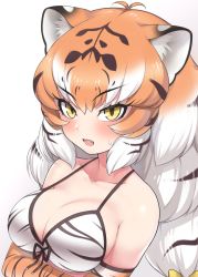 Rule 34 | 1girl, :o, animal ears, antenna hair, bare shoulders, bikini, black hair, blush, breasts, cleavage, collarbone, commentary request, elbow gloves, fang, gloves, gradient background, grey background, houlders, kemono friends, large breasts, looking at viewer, multicolored eyes, open mouth, orange gloves, orange hair, ransusan, siberian tiger (kemono friends), solo, strap gap, striped bikini, striped clothes, sweat, swimsuit, tiger ears, tiger girl, upper body, v-shaped eyebrows, white bikini, white hair, yellow eyes