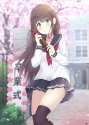 Rule 34 | 1girl, 7 calpis 7, black sailor collar, black skirt, black thighhighs, blurry, blurry background, blush, brown hair, building, cherry blossoms, closed mouth, commentary request, day, depth of field, flower, graduation, grey eyes, hair between eyes, head tilt, highres, holding, long hair, long sleeves, looking at viewer, neckerchief, original, outdoors, petals, pleated skirt, red flower, red neckerchief, red rose, rose, sailor collar, school uniform, serafuku, shirt, signature, skirt, smile, solo, standing, standing on one leg, thighhighs, tree, very long hair, white flower, white rose, white shirt