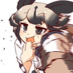 Rule 34 | 2girls, 370ml, :3, action, african wild dog (kemono friends), african wild dog print, animal ears, bad id, bad twitter id, blue neckwear, blurry, bow, bowtie, brown hair, brown pants, camouflage, camouflage pants, collared shirt, dog ears, dog tail, extra ears, gambian rat (kemono friends), kemono friends, kicking, light brown hair, long sleeves, motion blur, multicolored hair, multiple girls, open mouth, pants, print sleeves, shirt, short sleeves, t-shirt, tail, white shirt