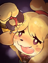 Rule 34 | 1boy, 1girl, anakitsune, animal crossing, blonde hair, blush stickers, furry, giant, giantess, highres, imminent vore, isabelle (animal crossing), nintendo, size difference, tongue, tongue out, topknot, villager (animal crossing), vore