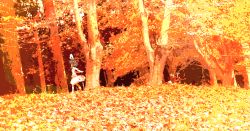 Rule 34 | 1girl, animal ears, autumn, brown hair, dress, female focus, forest, inaba tewi, leaves, nature, rabbit ears, running, scenery, short hair, solo, touhou, tree, walking, yoshioka yoshiko