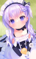 Rule 34 | 1girl, :o, aged down, apron, azur lane, belfast (azur lane), bird, black dress, blush, braid, chick, close-up, collarbone, day, dress, dutch angle, frilled apron, frilled dress, frills, gloves, grass, hair between eyes, holding, long hair, looking at viewer, maid headdress, on grass, outdoors, parted lips, piyodera mucha, purple eyes, purple hair, sitting, solo, waist apron, white apron, white gloves
