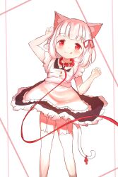 Rule 34 | 1girl, :d, animal ears, apron, cat ears, cat girl, cat tail, chinese commentary, closed mouth, commentary request, feet out of frame, garter straps, highres, looking at viewer, maid, open mouth, original, red eyes, rune xiao, short hair, short sleeves, smile, tail, thighhighs, tongue, tongue out, white apron, white background, white hair, white thighhighs