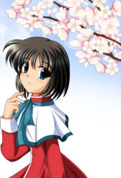 Rule 34 | black hair, cherry blossoms, green eyes, kanon, misaka shiori, school uniform, short hair, solo, t28