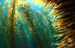 air_bubble animal artist_name bubble commentary english_commentary fish jacsciart kelp no_humans ocean original realistic scenery school_of_fish underwater water watermark