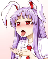 Rule 34 | 1girl, animal ears, blouse, blush, collared shirt, cupping hands, gradient background, highres, itou yuuji, long hair, necktie, open mouth, own hands together, purple hair, rabbit ears, red eyes, reisen udongein inaba, shirt, solo, sweat, tongue, tongue out, touhou, upper body, white shirt
