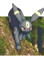 Rule 34 | animal ears, climbing, closed mouth, creatures (company), forest, full body, game freak, gen 2 pokemon, highres, looking to the side, moss, nature, nintendo, no humans, pokemon, pokemon (creature), red eyes, solo, tree, umbreon, watawatakuro