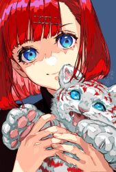 Rule 34 | 1girl, animal, blue background, blue eyes, cat, chinese zodiac, eyebrows hidden by hair, fangs, hair ornament, hairclip, head tilt, holding, holding animal, holding cat, looking at viewer, mita chisato, original, red hair, short hair, smile, solo, tiger, tiger cub, tongue, tongue out, white tiger, year of the tiger