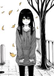 Rule 34 | 1girl, autumn leaves, black hair, closed mouth, collarbone, commentary, hair between eyes, highres, hood, hood down, hoodie, izumi (toubun kata), leaf, long hair, looking at viewer, mieruko-chan, monochrome, official art, outdoors, pants, pavement, solo, spot color, symbol-only commentary, tree, yellow eyes, yotsuya miko