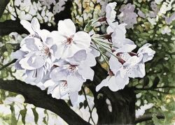 Rule 34 | cherry blossoms, flower, highres, no humans, original, painting (medium), realistic, still life, toirom pmxh, traditional media, tree, watercolor (medium), white flower