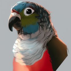 Rule 34 | animal focus, bird, black eyes, closed mouth, colorful, commentary request, cropped torso, ehrrr, grey background, looking at viewer, no humans, parrot, simple background, upper body