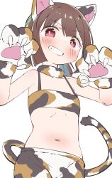 Rule 34 | 1girl, animal ear fluff, animal ears, animal hands, animal print, bare arms, bare shoulders, blue hair, blush, brown hair, cat day, cat ears, cat print, cat tail, claws, collarbone, commentary, flat chest, gloves, grin, highres, hozuki momiji, kurubushi no katamari, looking at viewer, midriff, multicolored hair, navel, onii-chan wa oshimai!, paw gloves, paw pose, red eyes, short hair, short ponytail, simple background, smile, solo, tail, two-tone hair, white background