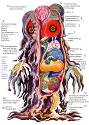 Rule 34 | alien, anatomy, artist request, biology, brain, chart, cross-section, diagram, giant, giant monster, godzilla (series), godzilla vs. hedorah, heart, hedorah, highres, kaijuu, lungs, monster, no humans, official art, organs, red eyes, science, science fiction, slime (creature), space monster, stomach, third-party edit, toho, translated, x-ray